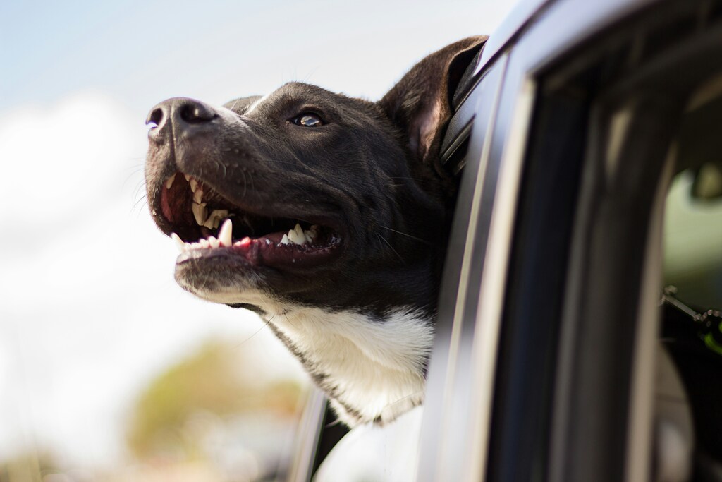 Pet-Friendly Car Rental Companies